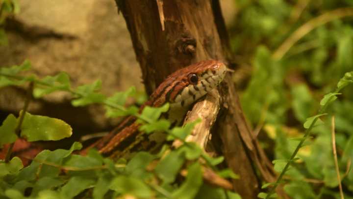 The Friendly Garden Snake You Actually Want To Find In Your Yard