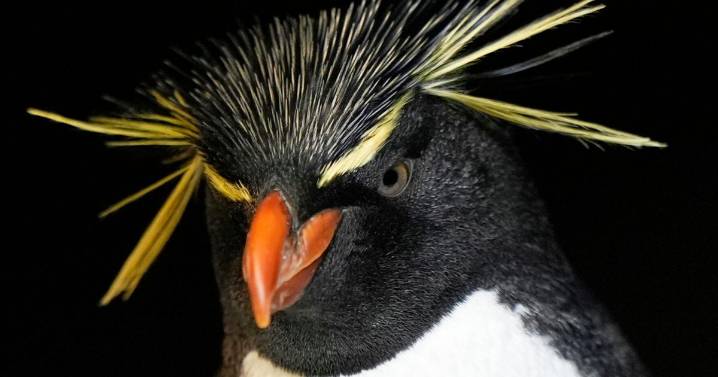 Much like a nursing home, penguins at a Boston aquarium can age with dignity