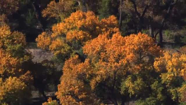 Stunning fall colors captured above the Rio Grande