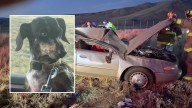 Believed Dead In Crash On Wyoming Highway, Lost Dog Found Alive A Week Later