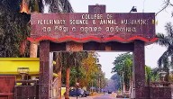 Sambalpur To Get New Veterinary College, Boost For Farmers And Rural Economy