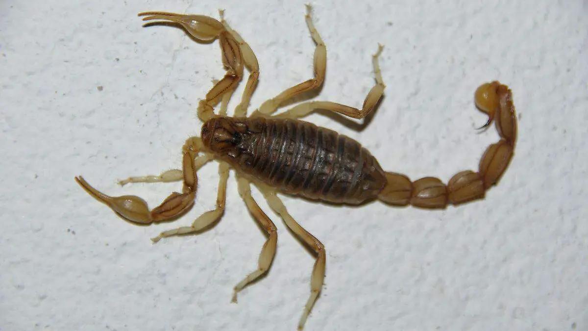 Policías municipales auxilian a niño tras picadura de alacrán en Hermosillo