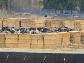 Farmgate: Ostrich farms shows disease control is hard, but necessary