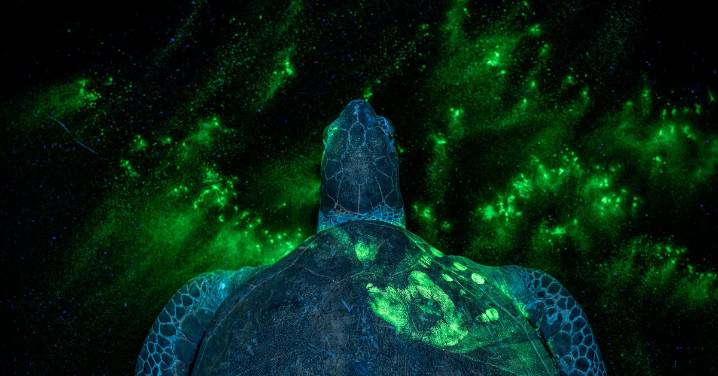 TIME's Top 100 Photos of 2025