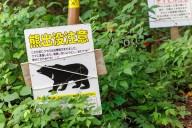 More Bears Killed in Japan After Rise in Attacks