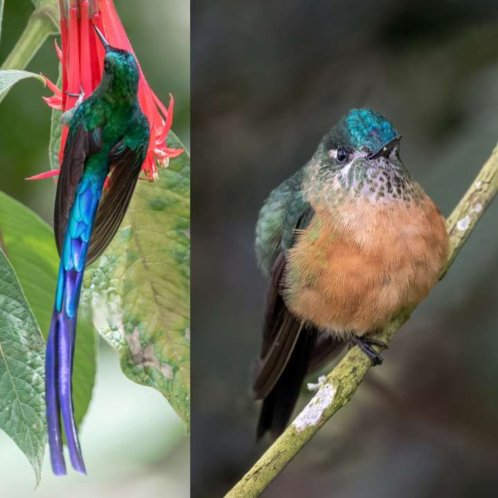 La mirada de Diego Emerson Torres, el fotógrafo bogotano que convierte la sabana en un santuario de conservación y asombro de colibríes