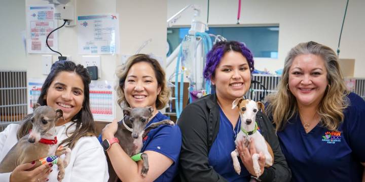 22 Italian greyhounds ready for adoption after rescue from Smith County home