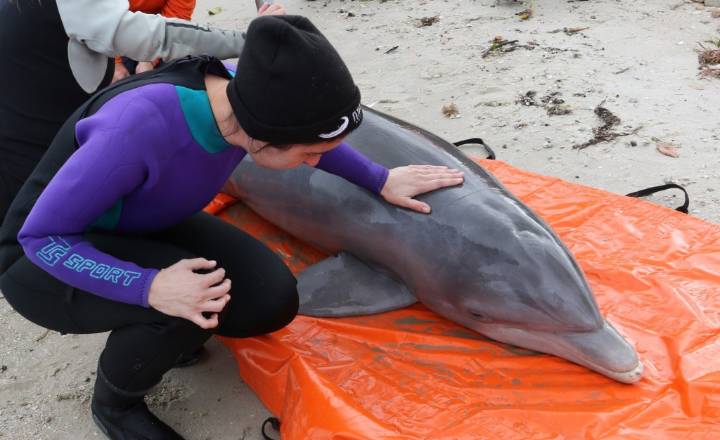 Dolphins face Alzheimer’s-like changes during toxic algal blooms
