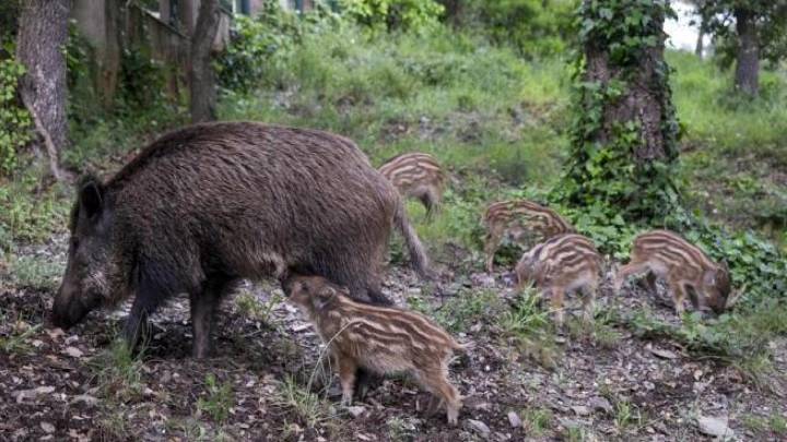 Detectados dos casos de peste porcina africana en jabalíes hallados muertos en Collserola