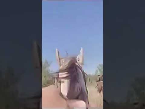 Texas Border Patrol Agents’ Wild Trek to Capture Four Illegal Migrants #shorts