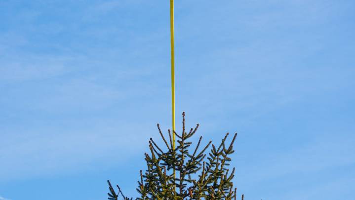 Watertown to hold first ever tree