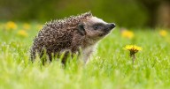 Help hedgehogs survive this winter by placing 1 item in garden in November