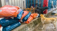 Alcaldía Distrital entregó 15 toneladas de concentrado para perros y gatos La nueva entrega se realizó al refugio “Por amor a Lucas” ubicado en el sector de Puerto Mosquito