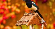 Stop magpies from 'bullying' robins out of your garden with simple hack