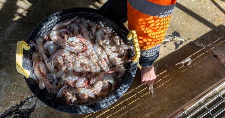 Agriculture commissioner talks testing, promotion of shrimp