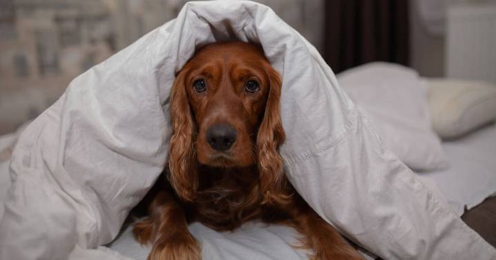 5 dogs that need 'extra protection' in winter
