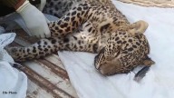 Leopard found dead in Poonch