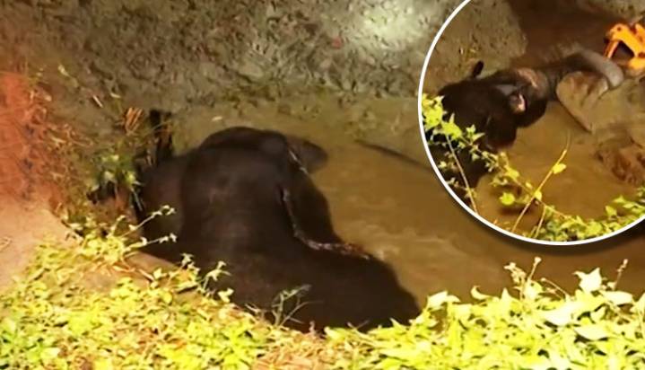 Forest Department’s Swift Action Saves Elephant From Open Well In Angul