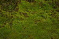 Moss survived 283 days on the outside of the International Space Station