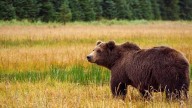Grizzly attacks schoolchildren and teachers on a walking trail in Canada, injuring 11