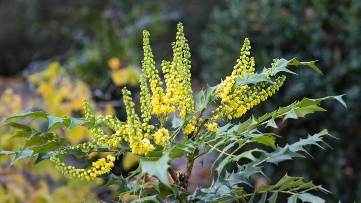 How to care for evergreen winter shrubs, according to an RHS expert