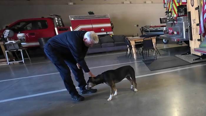 Montgomery County firefighters care for stray dog Marie after broken leg