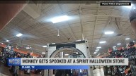 Monkey gets spooked at a Spirit Halloween store