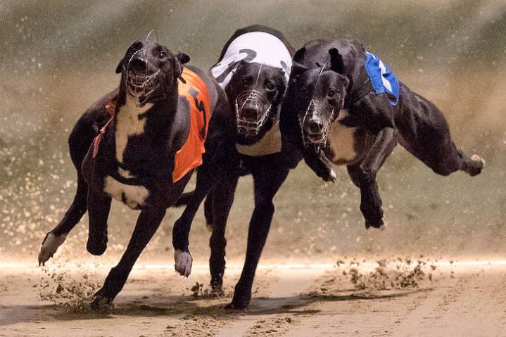 Greyhound racing is on its last lap
