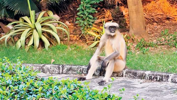 Mumbai: Monkey business is back in session at Andheri’s Bhavan’s College