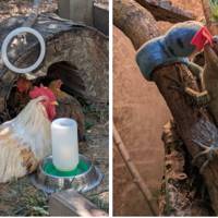 ZooMontana mourns the loss of Gizmo and Colonel Sanders