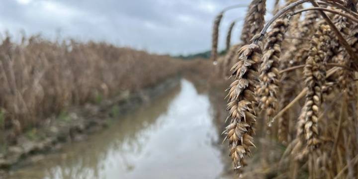 El gobierno bonaerense eximió del Impuesto Inmobiliario Rural a campos de 19 distritos afectados por inundaciones: cómo acceder
