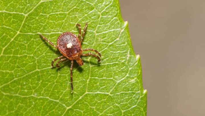 US Sees World's First Confirmed Death From "Meat Allergy" Caused By Ticks