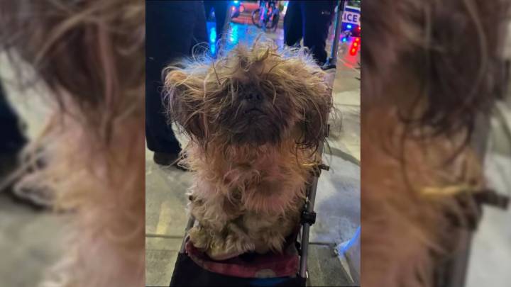 Florida Rescue Pup Reveals His True Face And Melts Hearts In A Touching Reunion