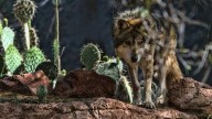 Mexican Wolf relocated after capture in New Mexico
