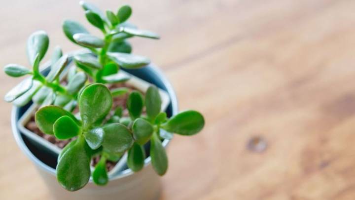 Árbol de jade: cuánto tiempo puede estar al rayo del sol en primavera