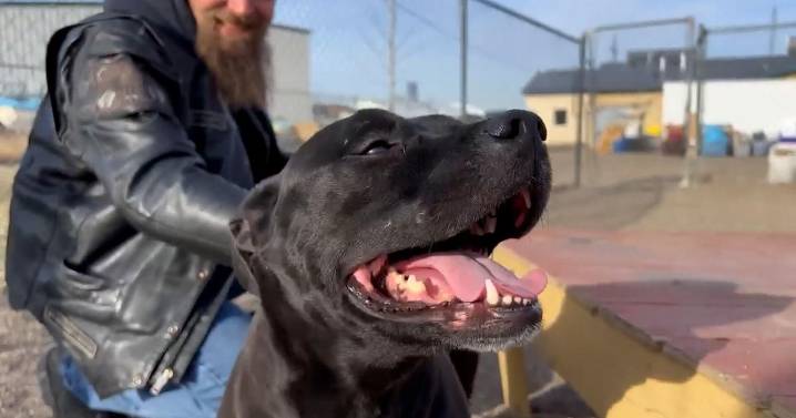 Billings businesses helping Yellowstone Valley Animal Shelter after incinerator incident