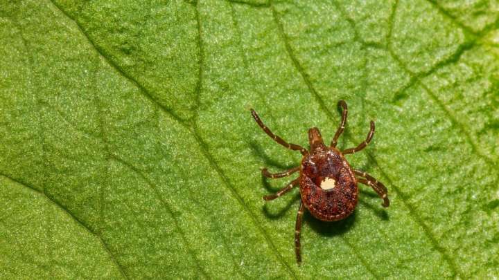 Man Dies From Burger in First Death Linked to Meat Allergy Spread by Ticks