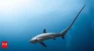 Thresher Shark: A creature that uses its exceptionally long tail as a deadly whip