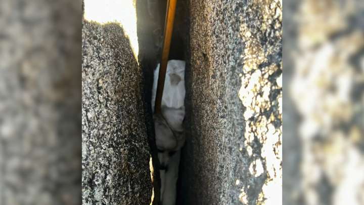 Firefighters In California Race To Save 3-Month-Old Puppy Trapped Between Massive Rocks