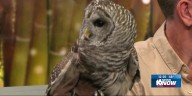 Meet Barry the Owl at the Potawatomi Zoo!