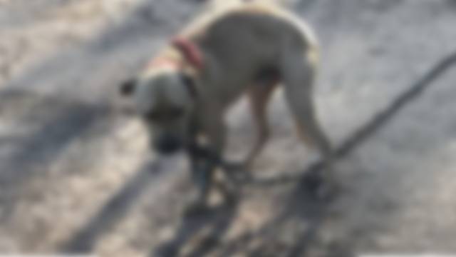 SC: 47 dogs rescued, 4 arrested in dogfighting investigation