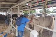 Gobierno Federal y estatal invierten 74 mdp para combate del gusano barrenador en Yucatán