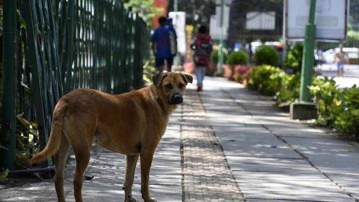 Stray dogs case: A question of implementing SC order with ‘compassion’ and without inflicting ‘unnecessary pain’