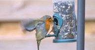 Robins will stop feeding in your garden if they spot 1 bird that can be easily deterred