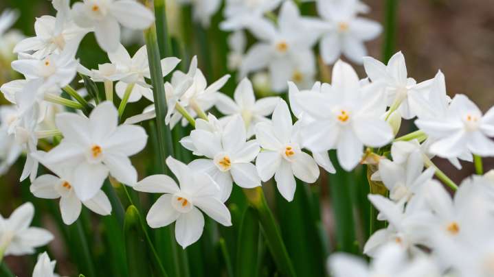 7 Ways To Plant Paperwhites Indoors Without Using Soil