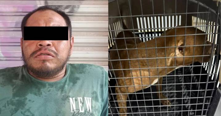 Indignación en Cancún: Detienen a hombre por abusar sexualmente de una perrita en vía pública