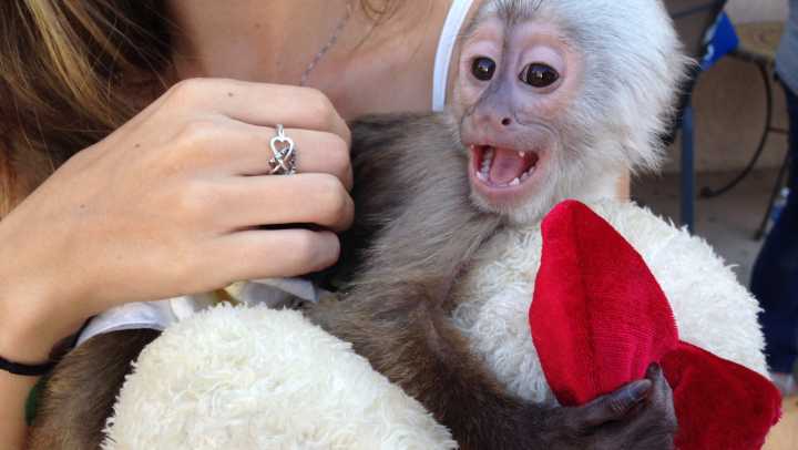 Can I have a monkey in MS? What to know about pet laws in the state