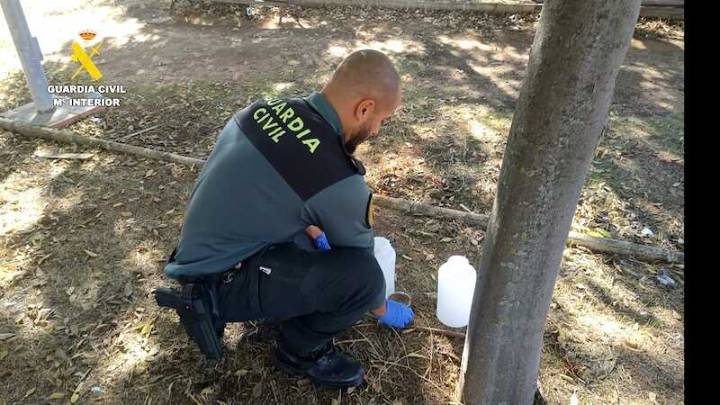 Un investigado por causar la muerte de 100 gatos mediante envenenamiento