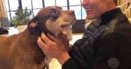 Tom Brady clonó a su perrita fallecida ¿en qué consiste el procedimiento?