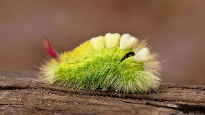 Oruga de peluche: el extraño insecto más venenoso de Latinoamérica